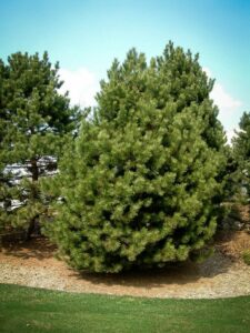 Сосна Чёрная (Pinus Nigra) купить по цене от 270.00р. в интернет-магазине «Посадика» с доставкой почтой в в Белоярскийе и по всей России – [изображение №1].