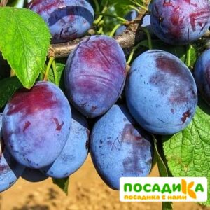 Слива Чачакская ранняя купить по цене от 229.00р. в интернет-магазине «Посадика» с доставкой почтой в в Белоярскийе и по всей России – [изображение №1].