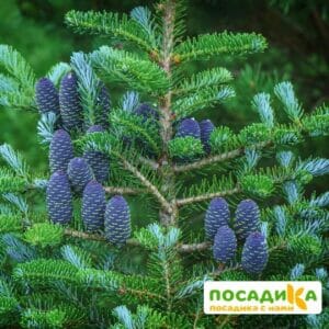 Пихта корейская (Abies koreana) купить по цене от 450.00р. в интернет-магазине «Посадика» с доставкой почтой в в Белоярскийе и по всей России – [изображение №1].