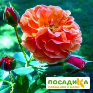 Роза Арабия купить по цене от 350.00р. в интернет-магазине «Посадика» с доставкой почтой в в Белоярскийе и по всей России – [изображение №1].