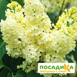 Сирень Примроуз (Primrose) купить по цене от 529.00р. в интернет-магазине «Посадика» с доставкой почтой в в Белоярскийе и по всей России – [изображение №1].