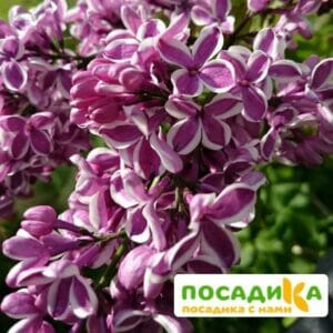 Сирень Сенсация купить по цене от 529.00р. в интернет-магазине «Посадика» с доставкой почтой в в Белоярскийе и по всей России – [изображение №1].