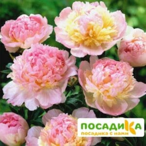 Пион Распберри Сандей (Paeonia Raspberry Sundae) купить по цене от 959р. в интернет-магазине «Посадика» с доставкой почтой в в Белоярскийе и по всей России – [изображение №1].