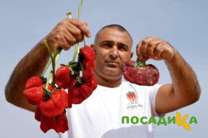 Клубника Гигант Джорнея купить по цене от 266р. в интернет-магазине «Посадика» с доставкой почтой в в Белоярскийе и по всей России – [изображение №1].