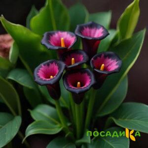 Калла Аура Лейс купить по цене от 400р. в интернет-магазине «Посадика» с доставкой почтой в в Белоярскийе и по всей России – [изображение №1].
