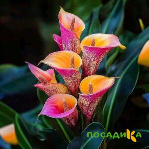 Калла Оникс купить по цене от 450р. в интернет-магазине «Посадика» с доставкой почтой в в Белоярскийе и по всей России – [изображение №1].
