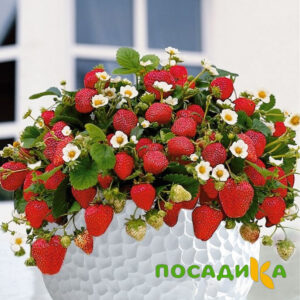 Клубника Рубиновый Шепот (горшечная) купить по цене от 240р. в интернет-магазине «Посадика» с доставкой почтой в в Белоярскийе и по всей России – [изображение №1].