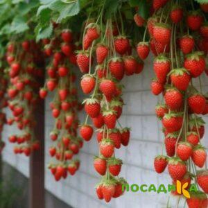 Клубника вьющаяся Комплимент купить по цене от 470р. в интернет-магазине «Посадика» с доставкой почтой в в Белоярскийе и по всей России – [изображение №1].