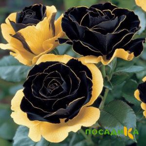 Роза Ханни Сикл купить по цене от 700р. в интернет-магазине «Посадика» с доставкой почтой в в Белоярскийе и по всей России – [изображение №1].