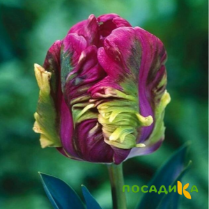 Тюльпан Экзотик Хэвен купить по цене от 186р. в интернет-магазине «Посадика» с доставкой почтой в в Белоярскийе и по всей России – [изображение №1].