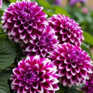 Георгин Кристал Корт купить по цене от 602р. в интернет-магазине «Посадика» с доставкой почтой в в Белоярскийе и по всей России – [изображение №1].