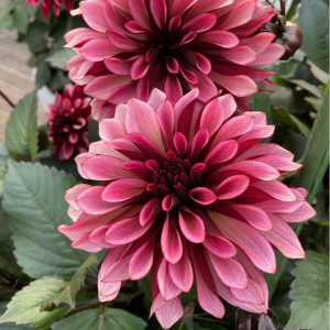 Георгин Перли Сансет купить по цене от 309р. в интернет-магазине «Посадика» с доставкой почтой в в Белоярскийе и по всей России – [изображение №1].