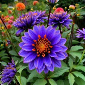 Георгин Лазурит купить по цене от 799р. в интернет-магазине «Посадика» с доставкой почтой в в Белоярскийе и по всей России – [изображение №1].