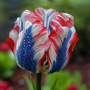 Тюльпан Ремс Сенсейшн купить по цене от 219р. в интернет-магазине «Посадика» с доставкой почтой в в Белоярскийе и по всей России – [изображение №1].