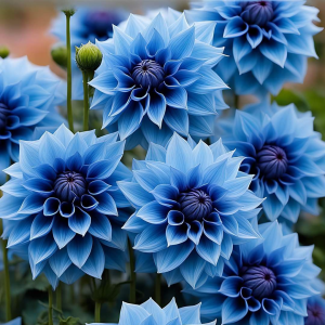 Георгин Вижапе купить по цене от 699р. в интернет-магазине «Посадика» с доставкой почтой в в Белоярскийе и по всей России – [изображение №1].